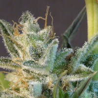 WHITE DOMINA MAXAUTO X5
