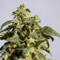 /products/power-skunk/